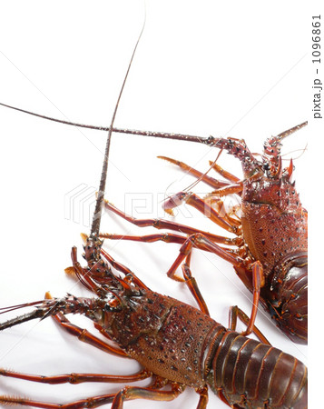 伊勢海老02 1096861