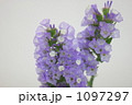 スターチス　紫色 1097297