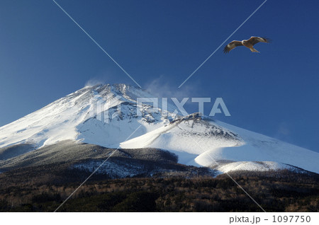 富士山とトンビ 富士山とトンビ 1097750