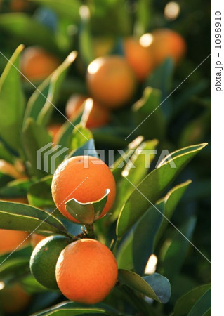 きんかん 1098910