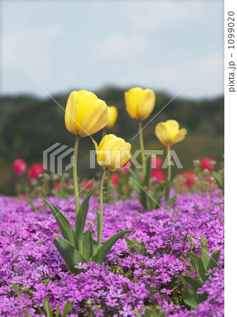 「花夢の里 ロクタン」の芝桜とチューリップ 1099020
