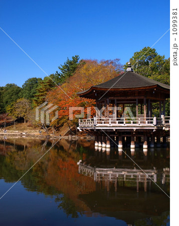 晩秋の浮見堂／奈良公園 1099381