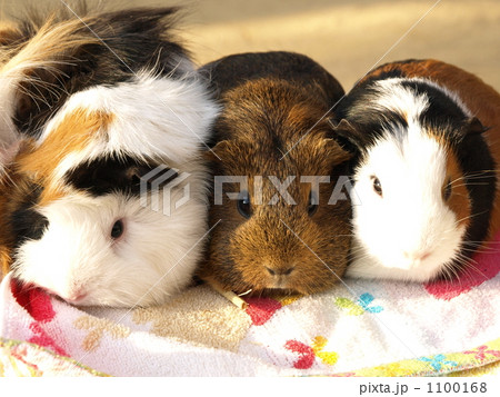 ３匹のモルモット 1100168