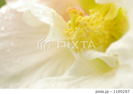 芙蓉の花 芙蓉の花 1100287