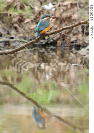 カワセミ 1100605