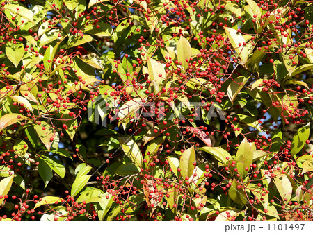 モチノキの実 モチノキの実 1101497