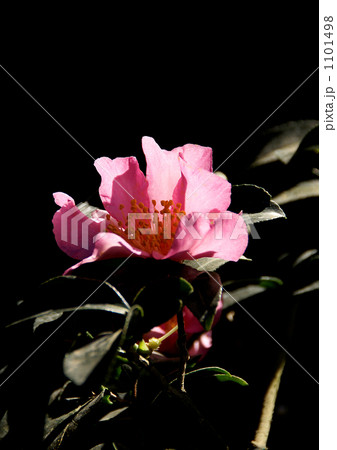 サザンカ サザンカ 1101498