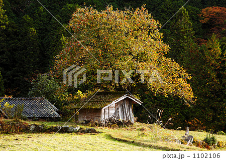 柿の古木 1102106