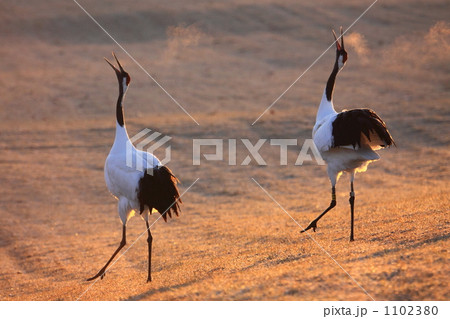 タンチョウ 1102380