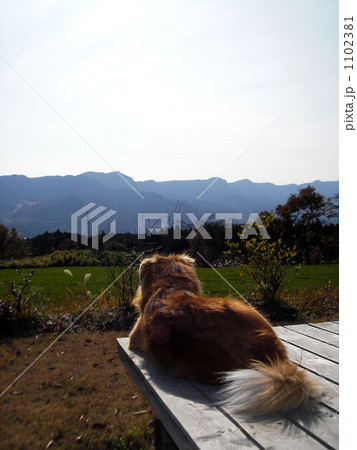 スローライフ 1102381