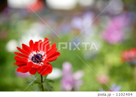 アネモネ赤色正面2 1102404