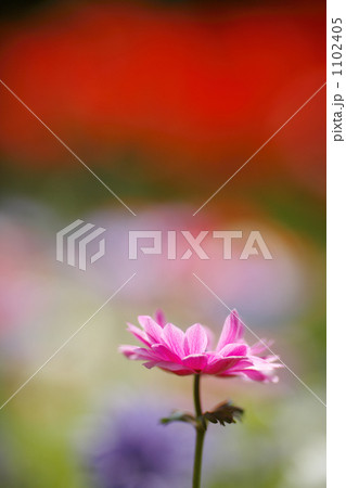 アネモネ紫色横1 1102405