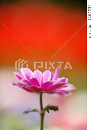 アネモネ紫色横4 1102554