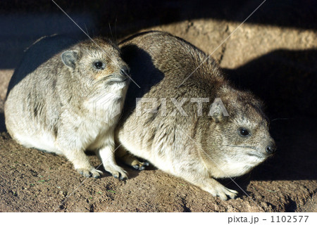 ケープハイラックス 1102577