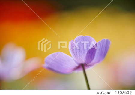 アネモネ紫色一重2 1102609