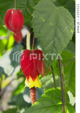 アブチロン 1103521