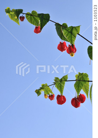 アブチロン 1103523