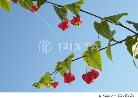 アブチロン 1103525