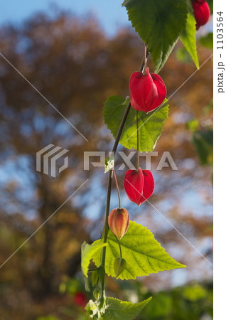 アブチロン 1103564