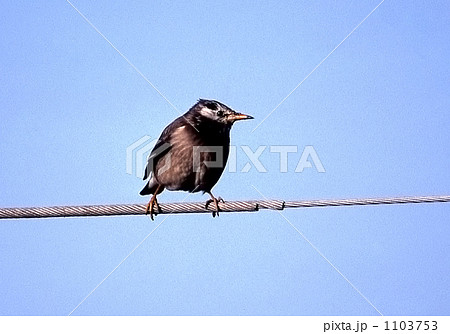 ムクドリ 1103753