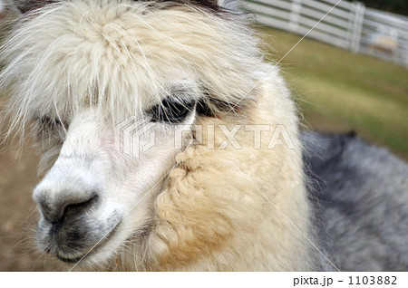白いアルパカ 1103882