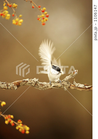 ハシブトガラ 1106147