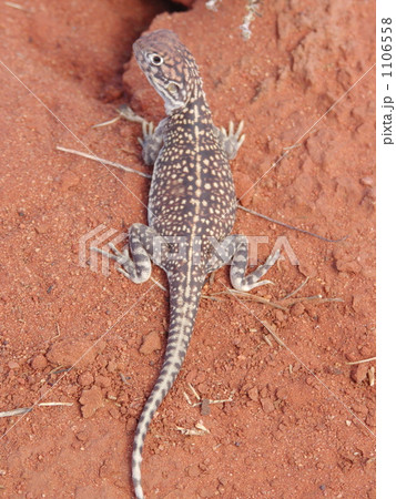 砂漠の蜥蜴　上から 1106558