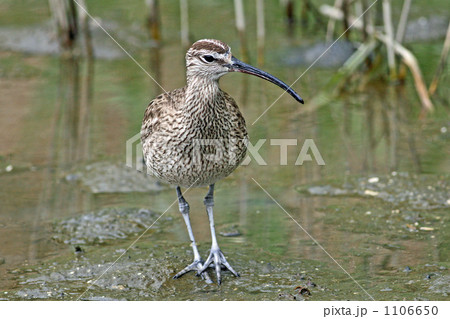 干潟のチュウシャクシギ 1106650