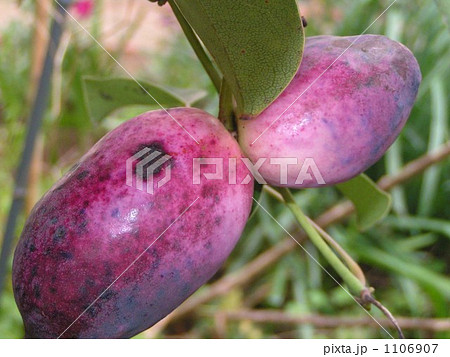 垣根のムベが熟しています 1106907