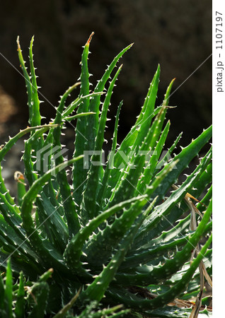 テイオウニシキ 1107197