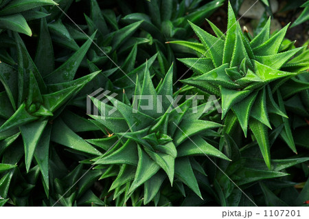 クリントウ 1107201