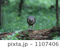 1107406