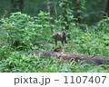 1107407