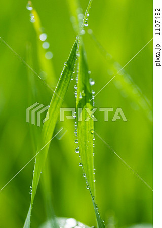 朝露の大麦若葉 1107432