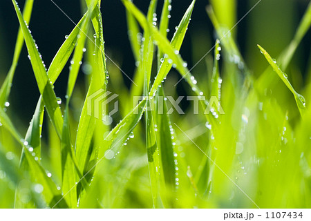 朝露の大麦若葉 1107434