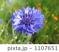 凛とした花 1107651