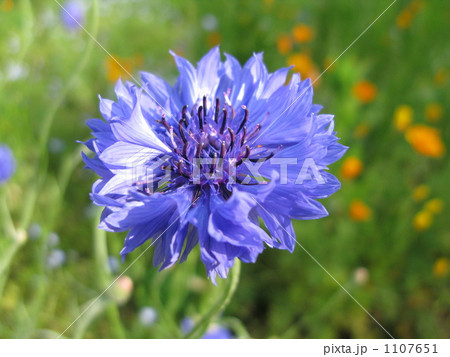 凛とした花の写真素材