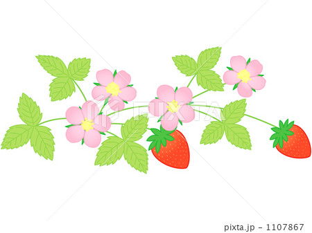 苺の果実と花 苺の果実と花 1107867