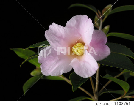 ワビスケ‘数奇屋’ ワビスケ‘数奇屋’ 1108761