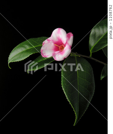 ワビスケ‘胡蝶侘助’  1108762