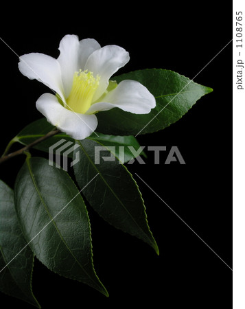 ワビスケ‘数奇屋’ 1108765