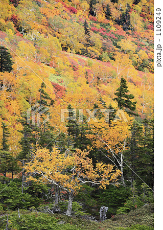 銀泉台の紅葉 1109249