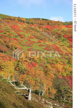 銀泉台の紅葉 1109373