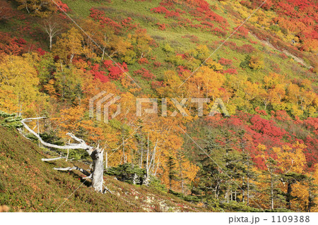 銀泉台の紅葉 1109388