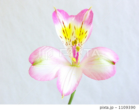 アルストロメリア 1109390