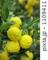 柚子 柚子 1109411