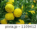 柚子 柚子 1109412