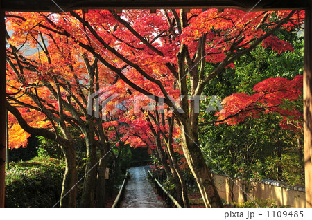 京都　光悦寺 1109485