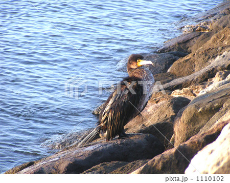 餌を食べ終わって一休みするカワウの幼鳥 1110102