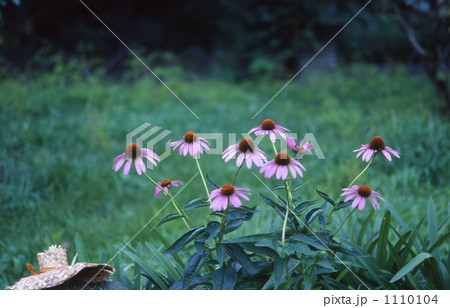 花と麦藁帽 1110104